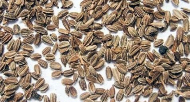 Co dělat, když mrkev nevyklíčila, jak rychle urychlit klíčení